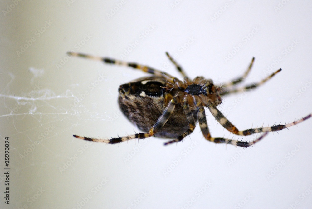 Spinne Spinne