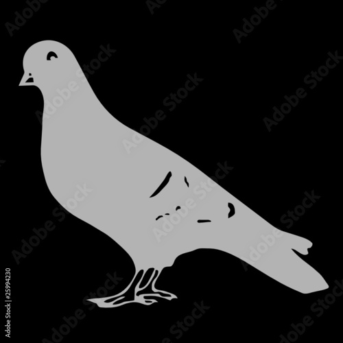 pigeon vector