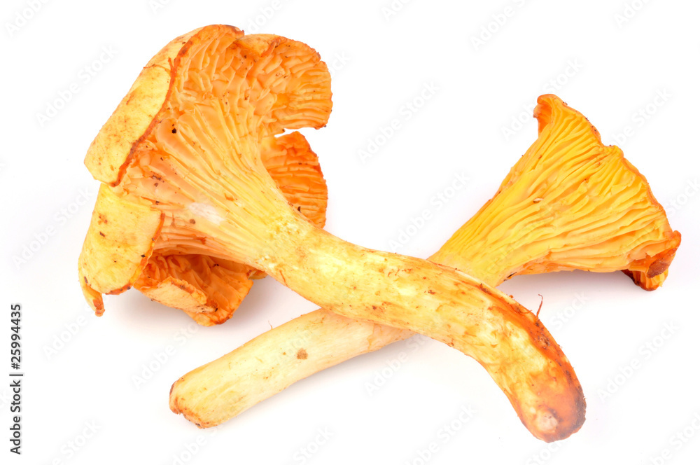 Deux girolles Deux girolles