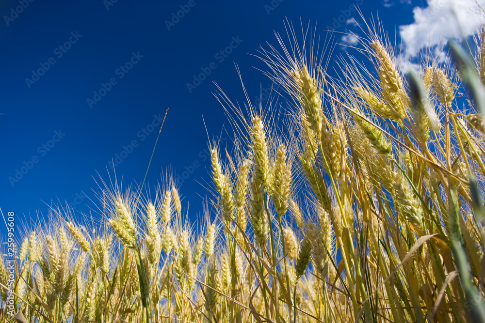Obraz premium grano