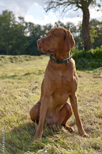 Dog (Magyar Vizsla) sitting