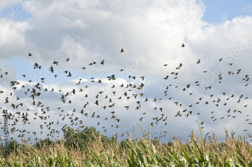 Birds over cornfield
