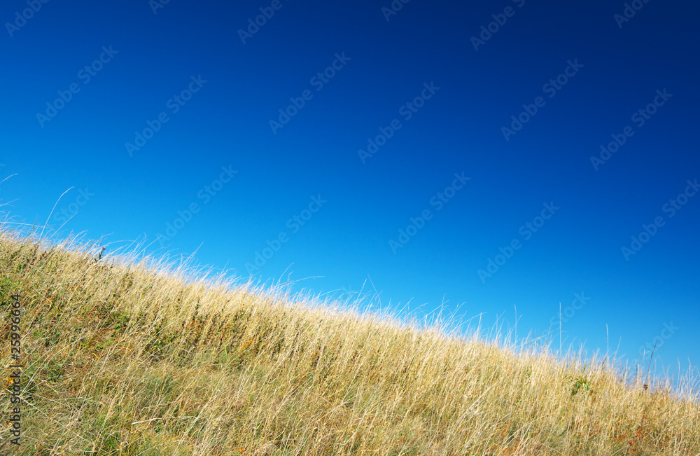 Arid grass
