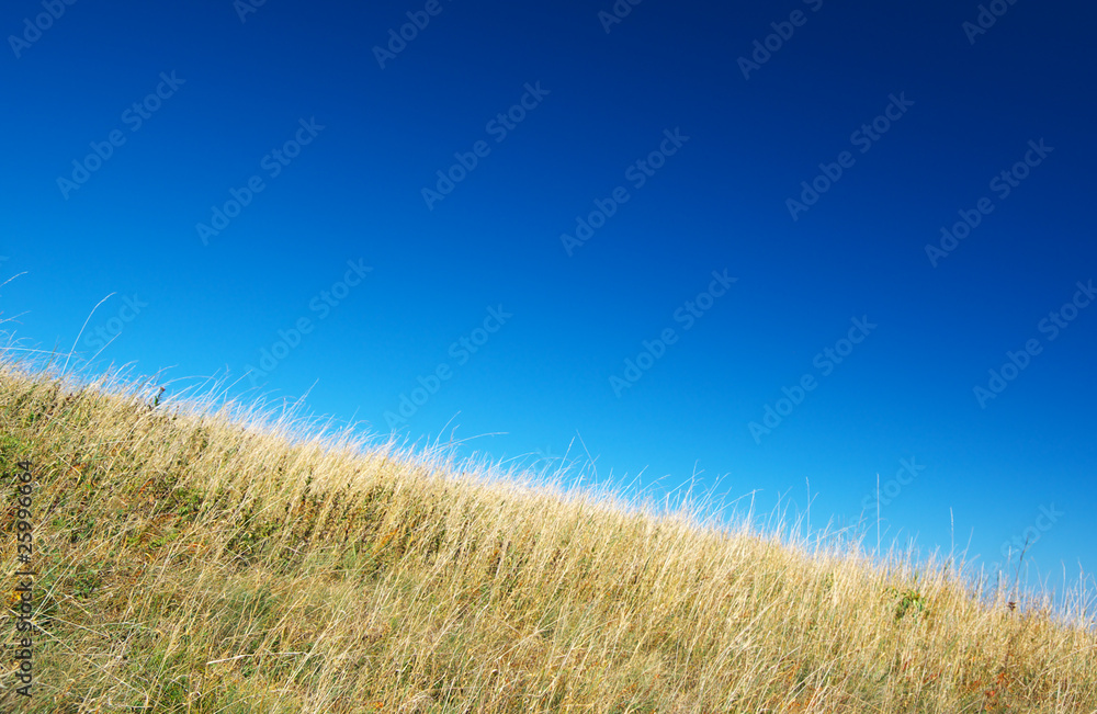 Arid grass Arid grass