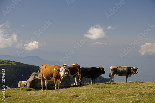 Kühe im Gebirge