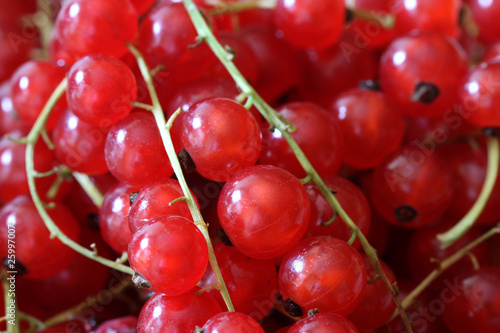Red Currants