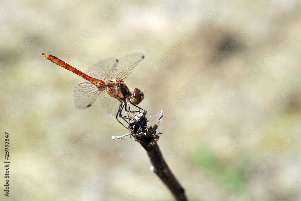 Red dragonfly sitting on a small twig Red dragonfly sitting on a small twig