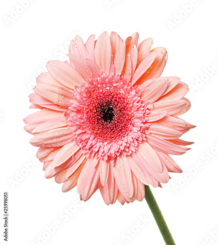 Gerbera with dew isolated