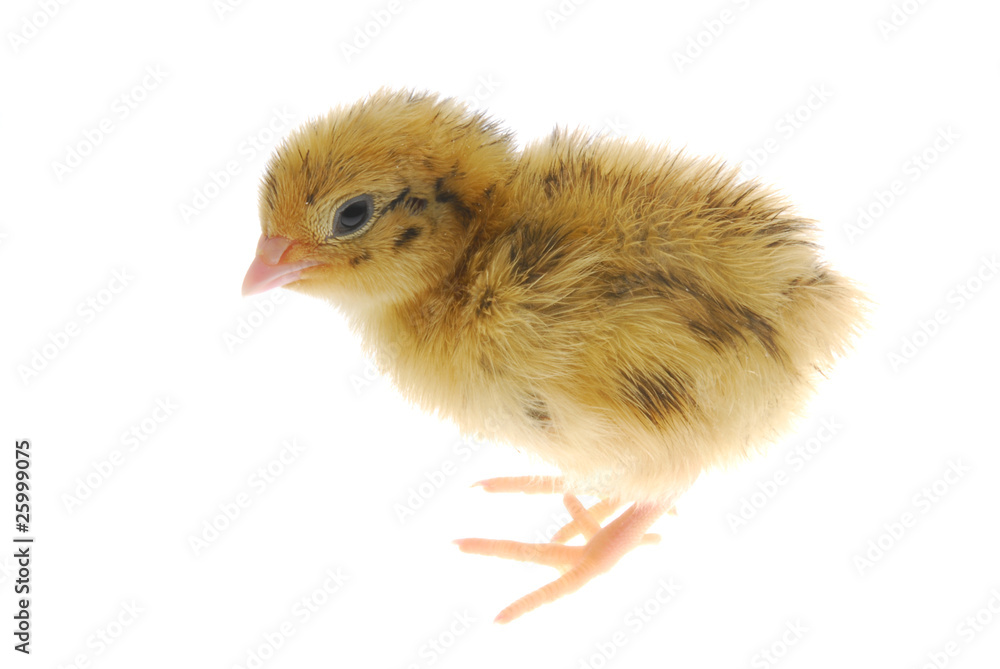 quail chick