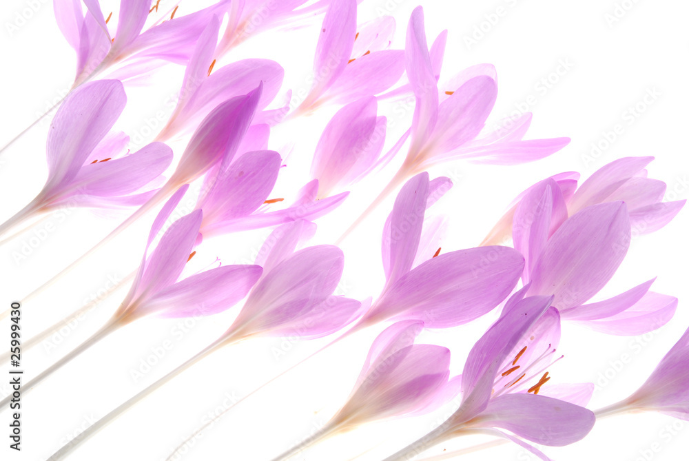 pink crocus flowers on white background