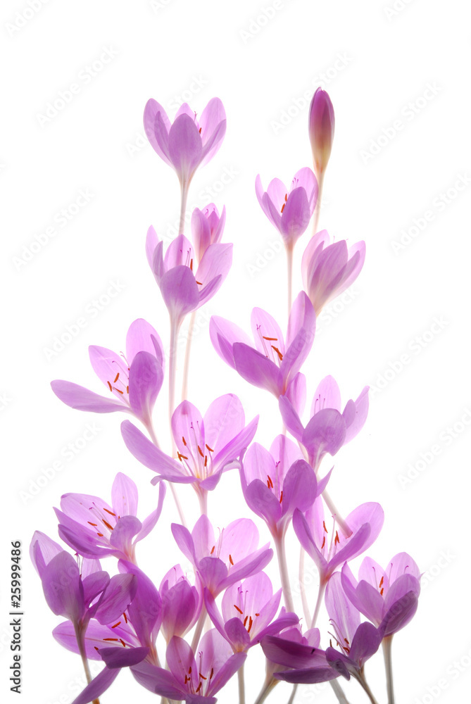 Obraz premium pink crocus flowers on white background