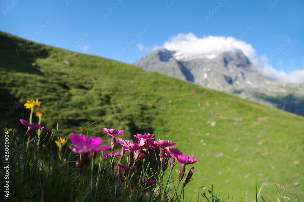 fleurs alpines