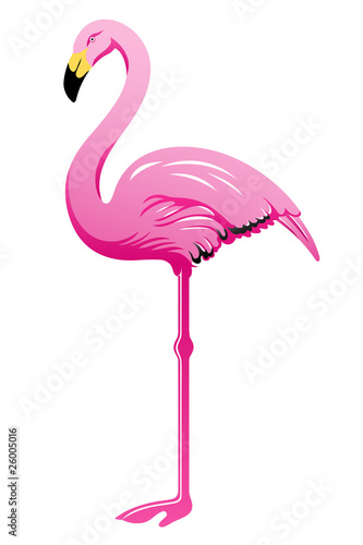 Pink flamingo over white background
