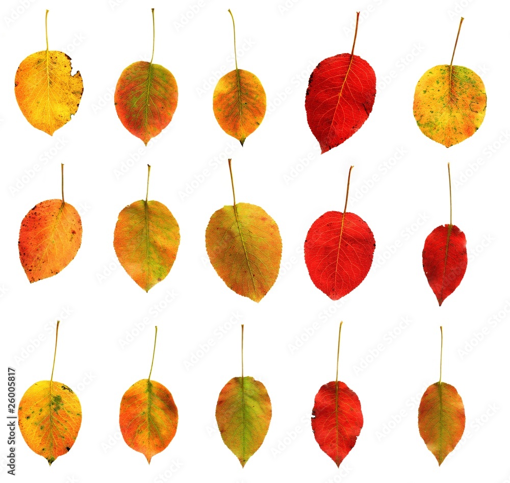 Obraz premium autumn leaves (pear tree)