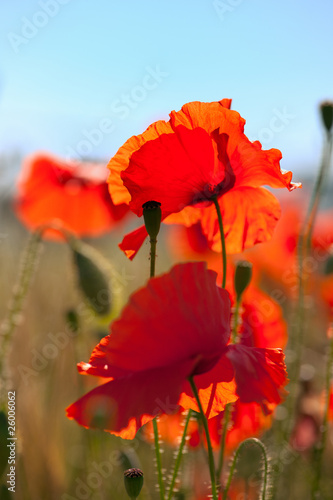 Red poppies in the grain fields