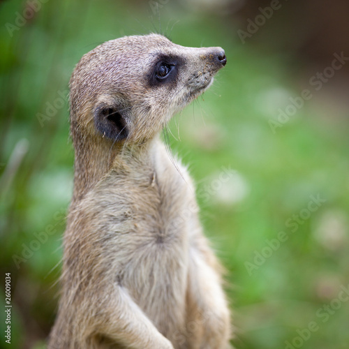 watchful meerkat standing guard