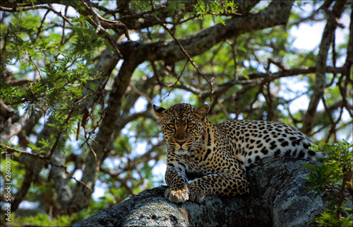 Leopard on a tree.