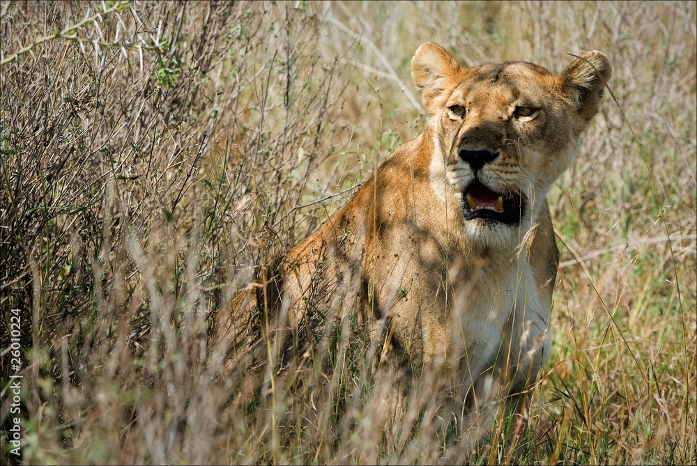 Fototapeta premium Lioness in bushes.