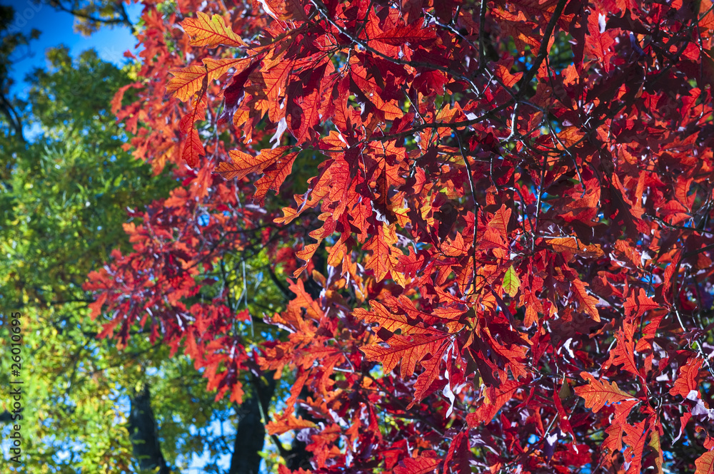 Herbst-Laubbäume Herbst-Laubbäume
