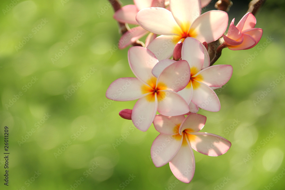 Frangipani