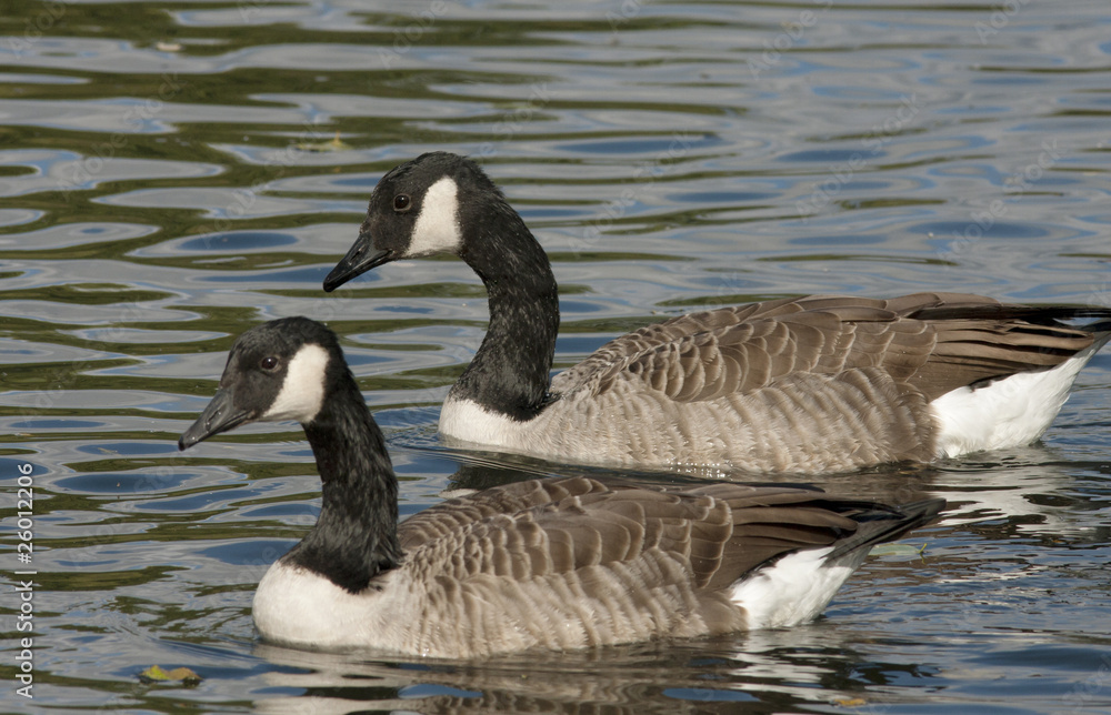 Canadian Goose Canadian Goose
