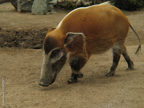 Wild California state pig close Up