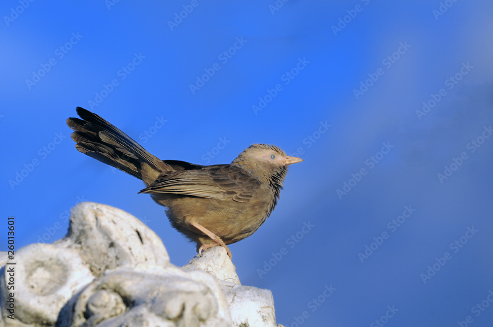 Babbler Babbler
