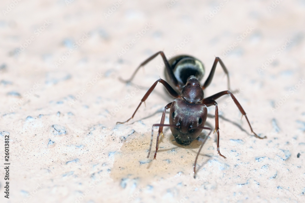 Fototapeta premium Honey pot Ants