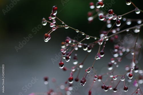 Water droplets on a plant