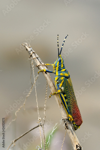 Painted Grasshopper photo