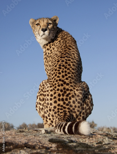 über die Schulter blickender Gepard photo