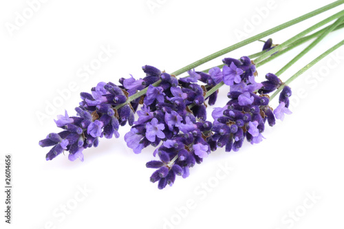 Isolated lavender