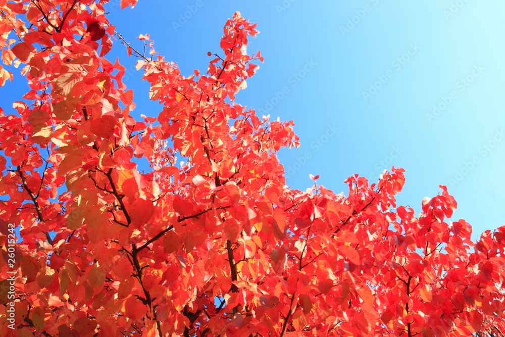 Bäume Mit Rotem Laub