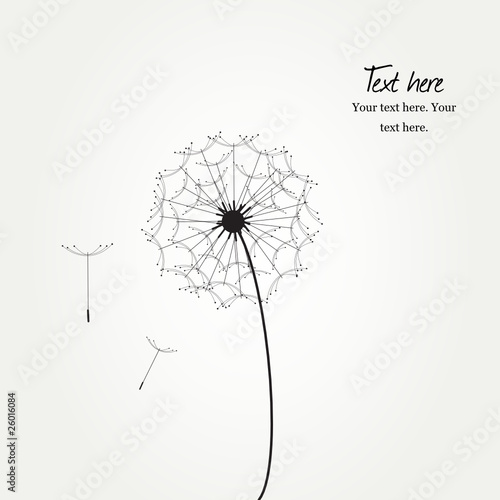 Vector card with flower  dandelion on grey