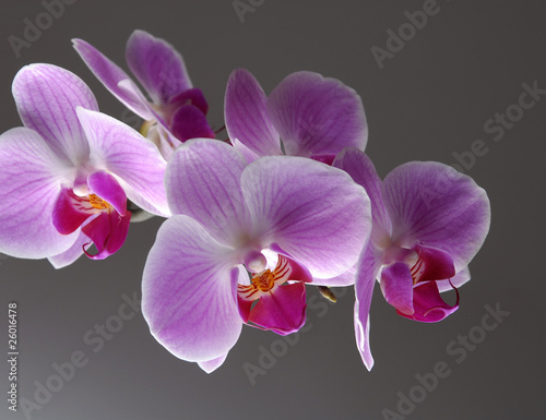 Beautiful pink Phalaenopsis orchid  flowers on the stem