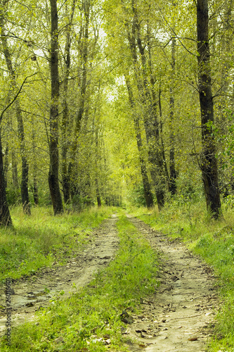 Road in the autumn