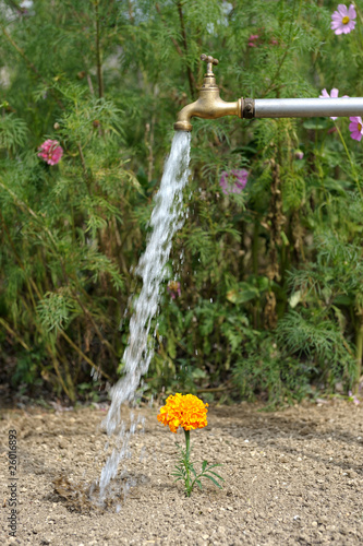 arrosage insolite au jardin