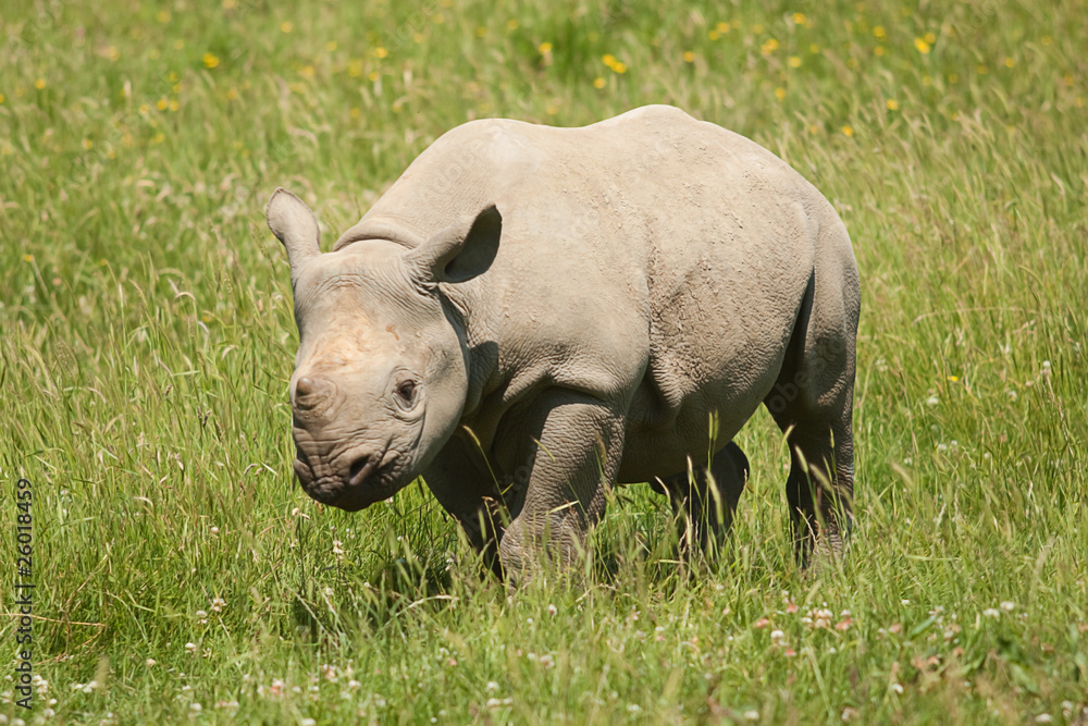 Fototapeta premium rhino 8796