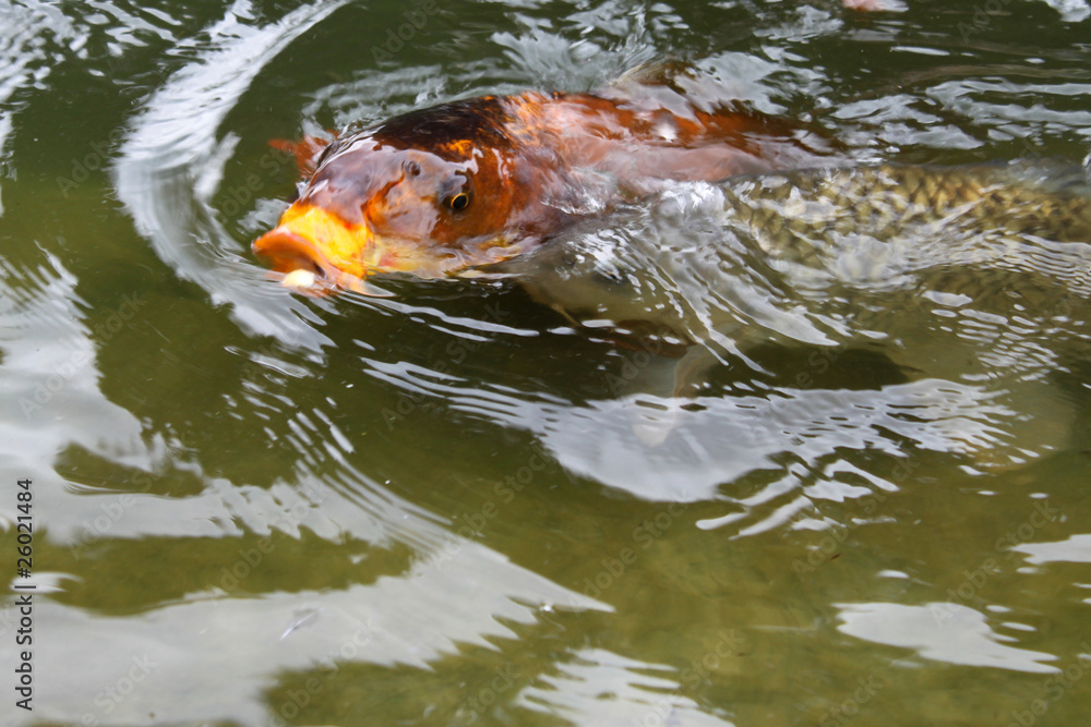 Obraz premium Koi
