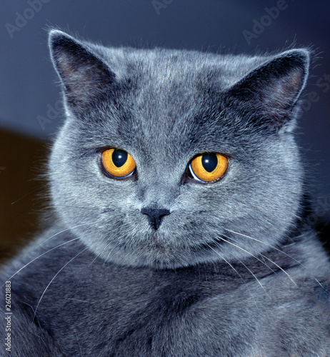 Fototapeta Naklejka Na Ścianę i Meble -  Kartäuser_114138