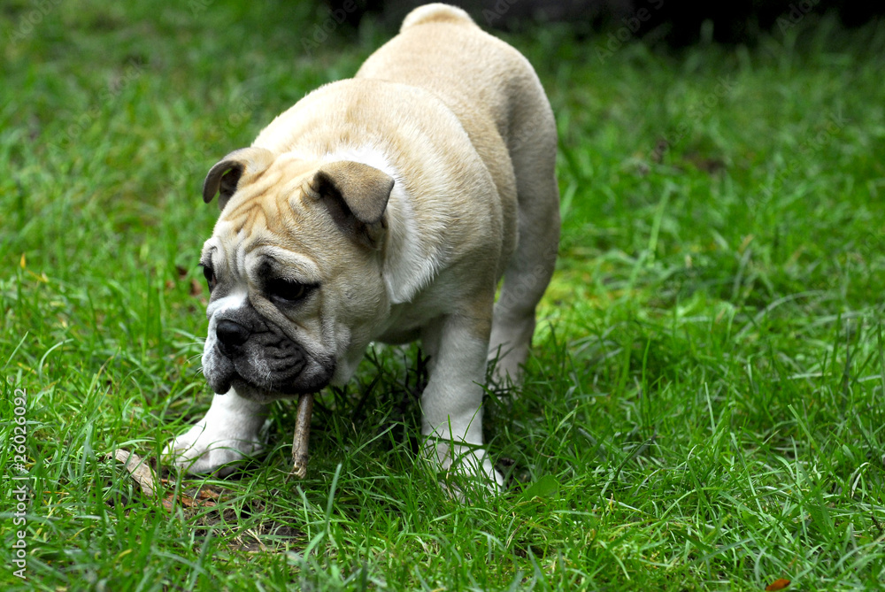 Obraz premium puppy chewing on stick