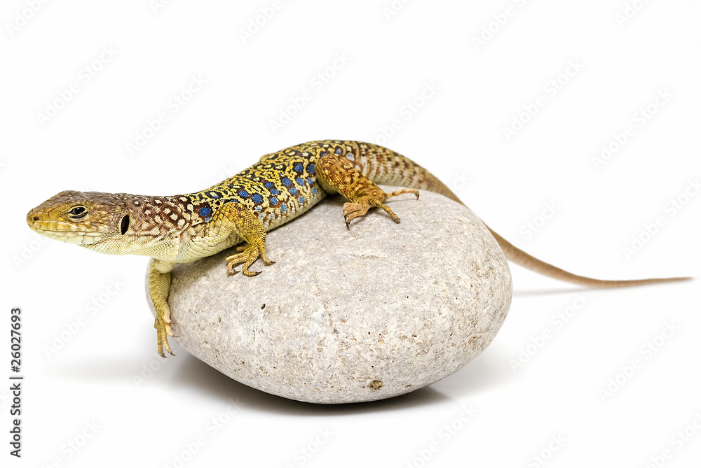 Fototapeta premium Lagarto ocelado sobre un canto.