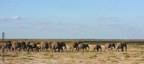 Migrazione di Elefanti