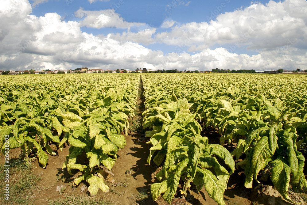 piantagione di tabacco