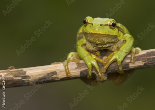 Rzekotka drzewna Hyla arborea