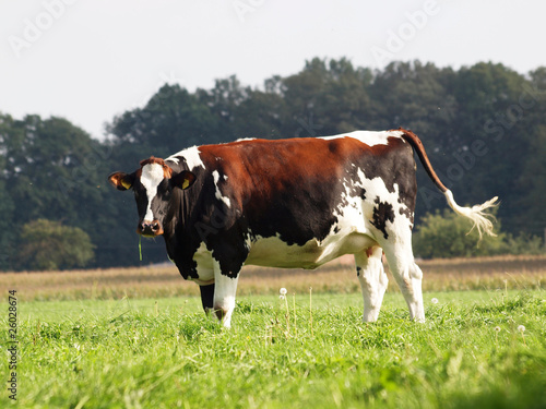 Kuh auf der Weide © Martin_P