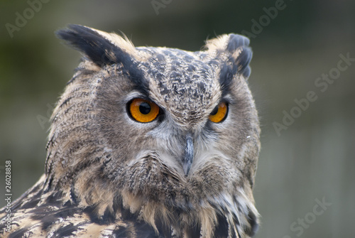 Eagle Owl