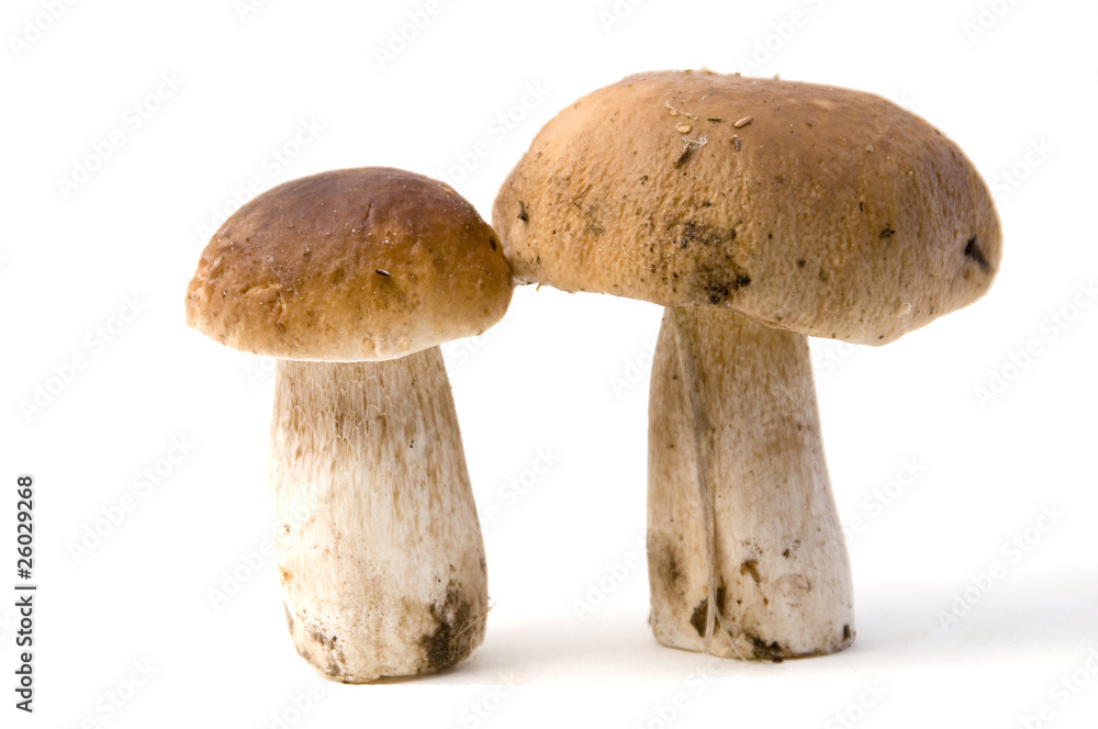 Boletus edulis Boletus edulis
