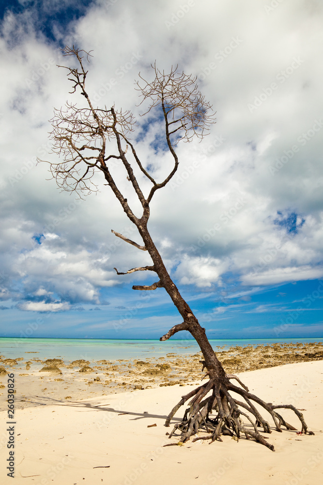 Lone Tree on Tropical Beach