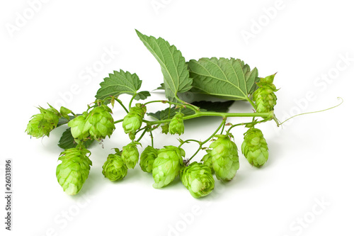 Hops branch